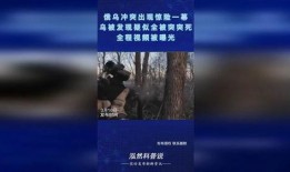突突最新爆料视频,揭秘视频背后的惊人真相
